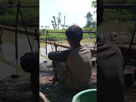mancing mania #mancing #mancingikan #mancingmania #mancingdisungai #mancingdiempang #mancingditambak