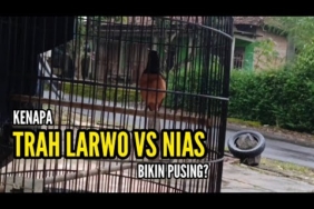 Trah Larwo Vs Nias, Bikin Pusing || Bengkel Murai Batu
