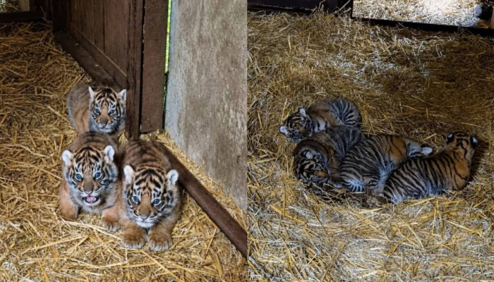 harimau-sumatera-masih-punya-harapan,-empat-bayinya-baru-lahir-di-inggris