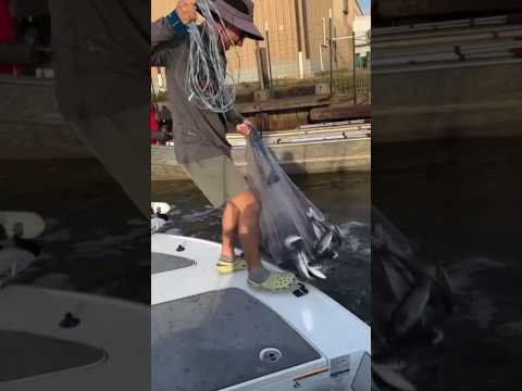 Hasil Yang Membagongkan #short #jalaikan #mancing #mancingmania #jaringikan