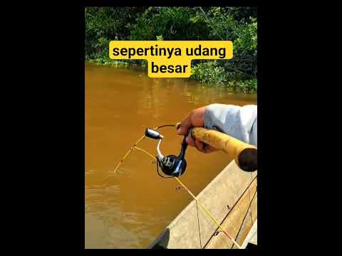 sepertinya udang besar #fishing #mancing #mancingmania #shorts #subscribe #fyp #fypシ