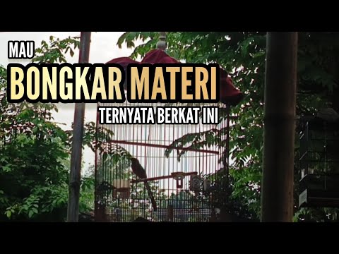 Murai Batu Mau Bongkar Materi, Ini Kuncinya || Bengkel Murai Batu