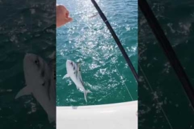 Mancing Mania Mantap #mancingmania #mancing #fishing #mnhfishing #petualanganmancing #shortvideo