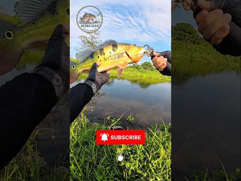 Ikan invasif apa yg pengen kamu pancing? #fishing #ikan #fish #mancing #mancingmania #mancingceria