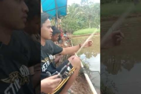 Inilah mancing ikan mas harian umpan ikan mas paling jitu #shorts #mancing #ikan