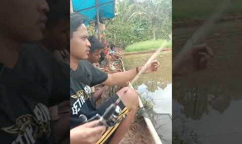 Inilah mancing ikan mas harian umpan ikan mas paling jitu #shorts #mancing #ikan