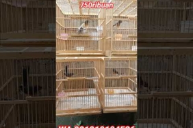 trotol murai batu jantan, cuma 750ribuan, murah tapi gak murahan