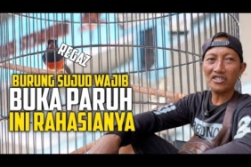 MURAI BATU REGAZ ‼️KAJI PRIO MJS 58 JUARA 1 DI KMN HIGHCLASS