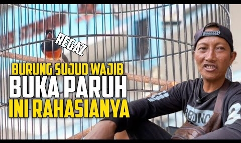 MURAI BATU REGAZ ‼️KAJI PRIO MJS 58 JUARA 1 DI KMN HIGHCLASS