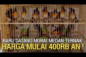 UPDATE ! MURAI BATU MEDAN TROTOL TERNAK HARGA MULAI 400RB AN PASAR BURUNG PRAMUKA LEWAT DULU YA