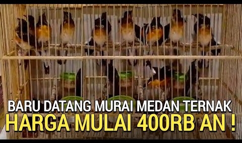 UPDATE ! MURAI BATU MEDAN TROTOL TERNAK HARGA MULAI 400RB AN PASAR BURUNG PRAMUKA LEWAT DULU YA