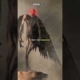 Teori”Mothman” Makhluk mitos yang terlihat di daerah Point Pleasan#teorikonspirasi #teori #misteri