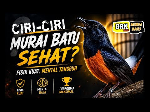 GILA INI !!! SUPER LENGKAP CIRI CIRI MURAI BATU YANG SEHAT SEPERTI INI