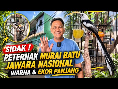 SIDAK! PETERNAK MURAI BATU JAWARA NASIONAL🔥WARNA MEWAH & EKOR SUPER PANJANG DI BEKASI| RAJA UTARA BF