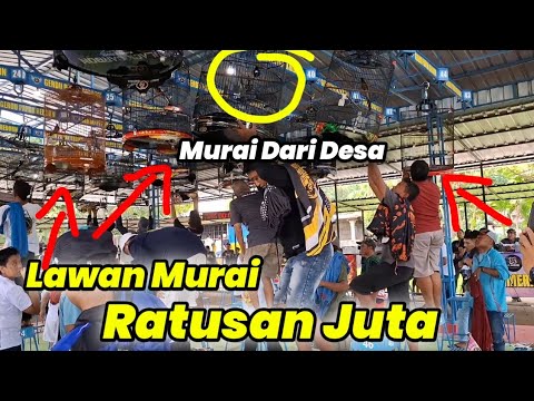 Murai Batu dari Desa ‼️ Kalah kan Murai ratusan Juta…