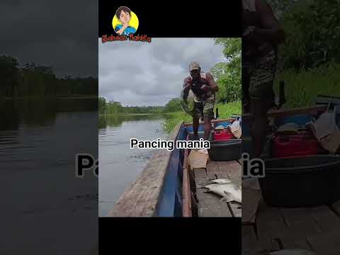 Mancing Mania Mantap…. Spot Mancing Ikannya Besar Besar #fishing #spotrawarawa #mancing