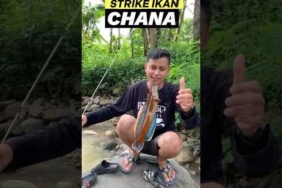 Tak disangka mancing disungai dapat ikan chana😱#fishing #mancing #mancingmania