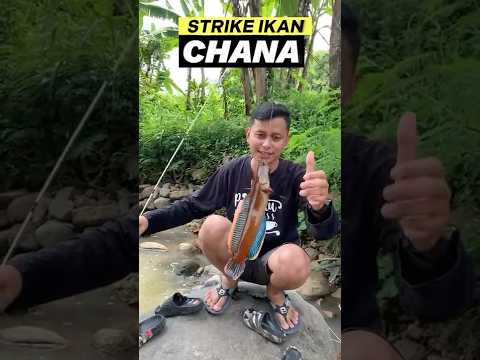 Tak disangka mancing disungai dapat ikan chana😱#fishing #mancing #mancingmania
