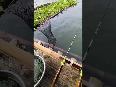 selamat siang sobat mancing mania. #fishing #mancing #mancingmania #angler #spotmancing #shorts