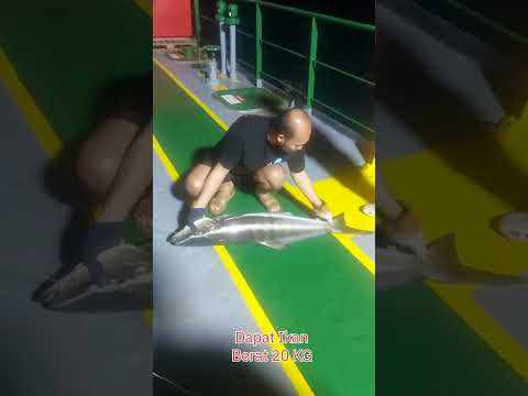Mancing Mania Satu ekor 20 KG