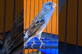 Cuit cuit ngerol #kenarigacor #birds #shorts #canary #kanaria #kenarimania #kenariindonesia