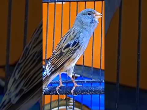Cuit cuit ngerol #kenarigacor #birds #shorts #canary #kanaria #kenarimania #kenariindonesia
