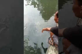 Mancing Ikan Lele Babon Strike! Joran Sampai Melengkung #shorts #mancing #mancingmania