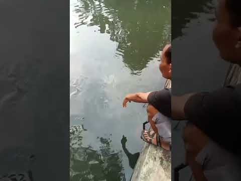 Mancing Ikan Lele Babon Strike! Joran Sampai Melengkung #shorts #mancing #mancingmania