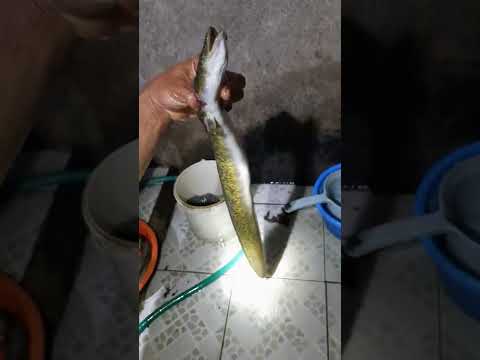 mancing mania #mantap #mancingmania #mancing#ikan  sungai hasil tangkapan pak suami part 4