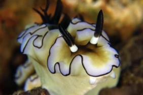 disebut-siput-telanjang-karena-tak-bercangkang,-biota-laut-ini-ternyata-berkeliaran-di-indonesia