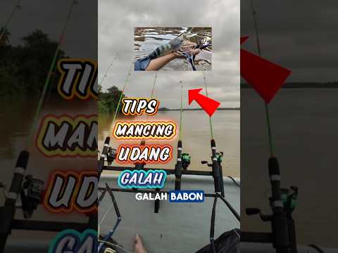 Teknik Rahasia Mancing Udang Galah Babon! Auto Strike‼️#udanggalah #ikan #shortsfeed #shorts