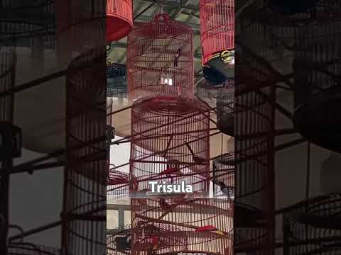 3 video 1 burung…Gaya yg pling enak diliat yg manakh???atas,tengah apa bawah?