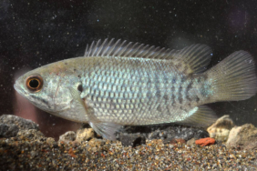 kisah-ikan-terubuk-dan-ikan-puyu,-cerita-rakyat-dari-labuhan-batu-sumatera-utara