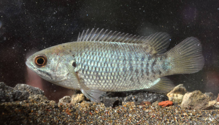 kisah-ikan-terubuk-dan-ikan-puyu,-cerita-rakyat-dari-labuhan-batu-sumatera-utara