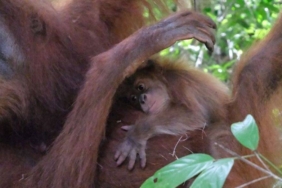 selamat-datang-badar!-si-bayi-orangutan-sumatera-yang-baru-lahir-di-cagar-alam-jantho-aceh