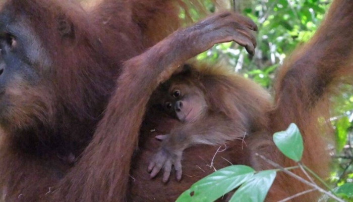 selamat-datang-badar!-si-bayi-orangutan-sumatera-yang-baru-lahir-di-cagar-alam-jantho-aceh
