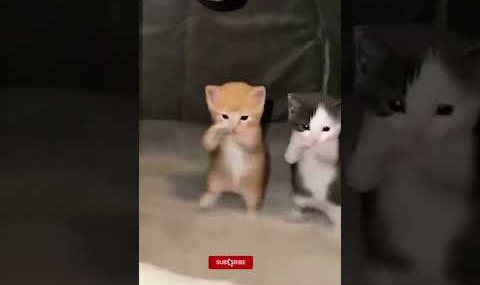 DJ KICAU KICAU KICAU MANIA SLOW VIRAL TIKTOK TERBARU 2026