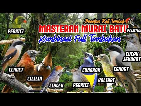 MASTERAN MURAI BATU HARIAN – FULL ISIAN TEMBAKAN‼️