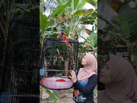 hobi ku mahal.#shorts#shortvideo #hobi#kicaumania#burungkicau #komunitas