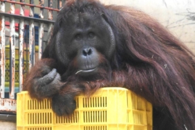 bukan-cuma-manusia,-orangutan-kalimantan-juga-punya-“resepsi-pernikahan”-di-jepang