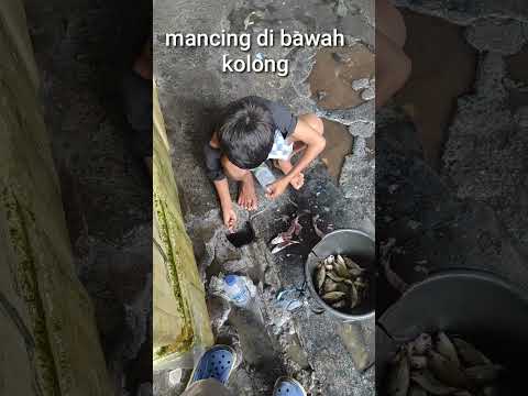 Mancing ikan di bawah kolong rumah#fishing #youtubeshorts #mancingmaniadilaut #mancing