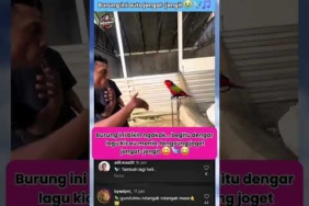 Dengar Lagu Kicau Mania Langsung Joget 😂🐦🎶#burung #birds #viral #tranding