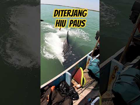 Hampir CELAKA ….⁉️‼️ Hiu Paus Menerjang Perahu Yang Sedang Memancing