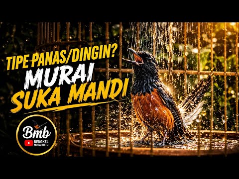 Ini Tipe Panas/Dingin? || Bengkel Murai Batu