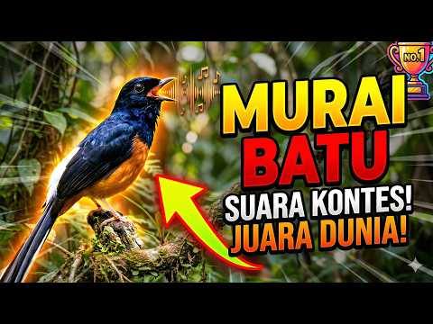 Masteran Murai Batu Full Isian Burung Juara – Suara Kristal & Menekan!