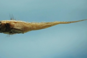 laut-dalam-indonesia-ternyata-ramai-penghuni,-lebih-dari-400-spesies-ikan-berhasil-tercatat
