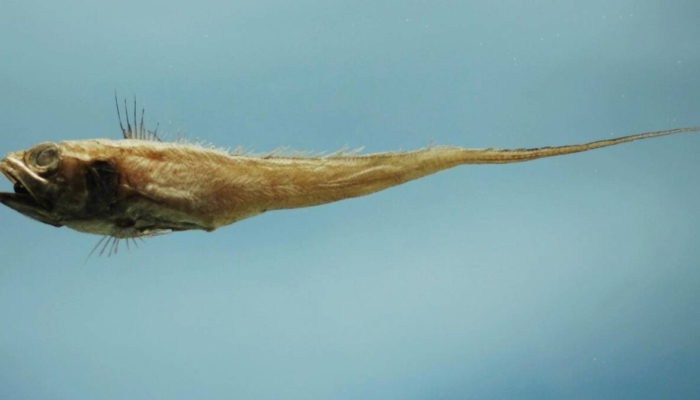 laut-dalam-indonesia-ternyata-ramai-penghuni,-lebih-dari-400-spesies-ikan-berhasil-tercatat