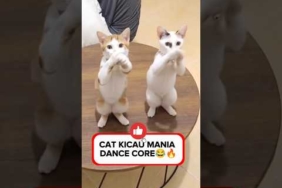 VIRAL KUCING JOGET KICAU MANIA🤣🔥🔥 #cat #funny