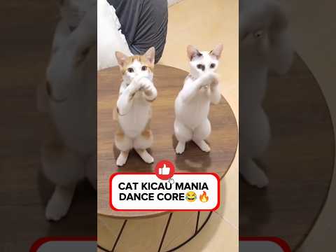 VIRAL KUCING JOGET KICAU MANIA🤣🔥🔥 #cat #funny