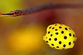 ikan-kotak-kuning-bentuknya-imut-mirip-mainan,-tapi-ditakuti-penghuni-lautan